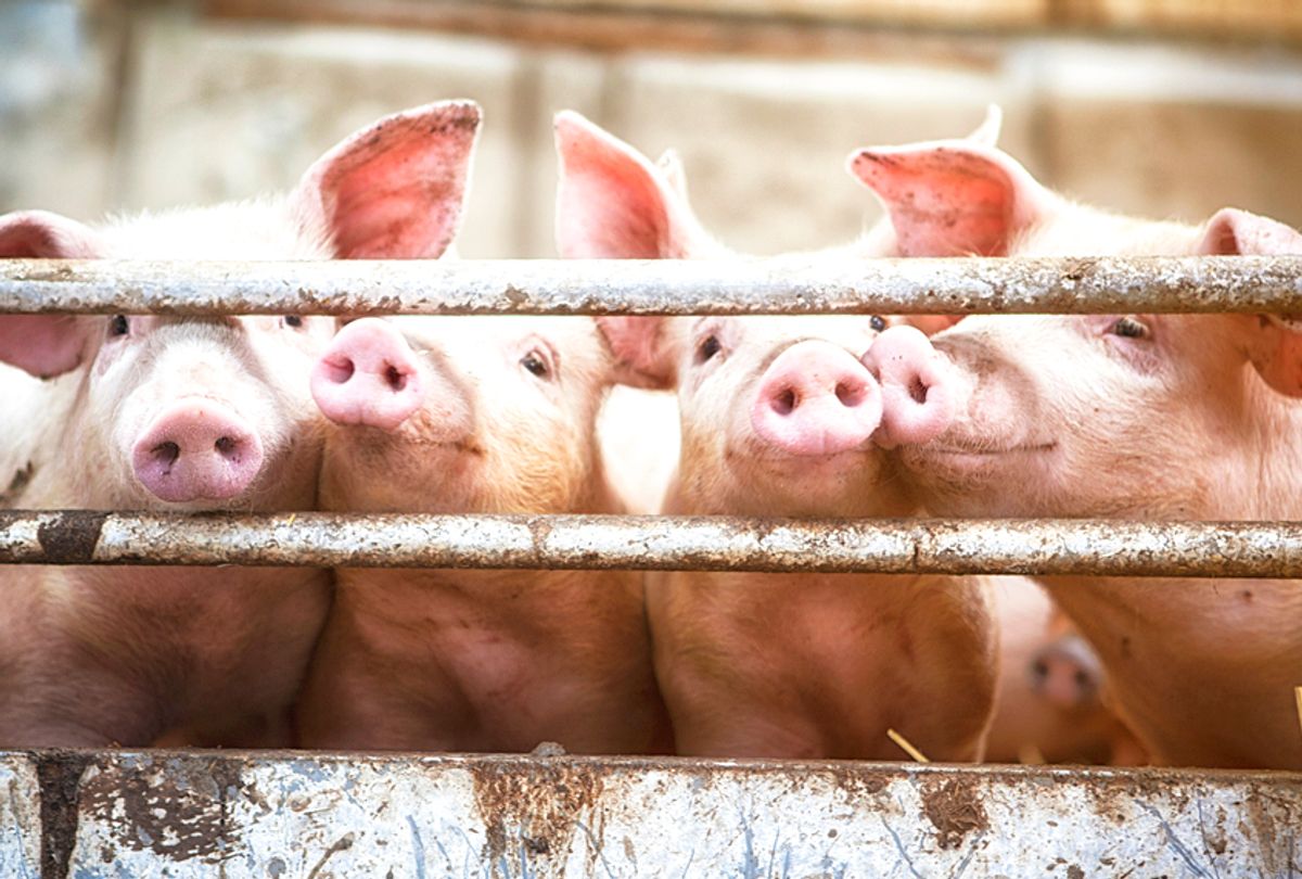  A new tax credit for biogas could be a boon to factory farms 