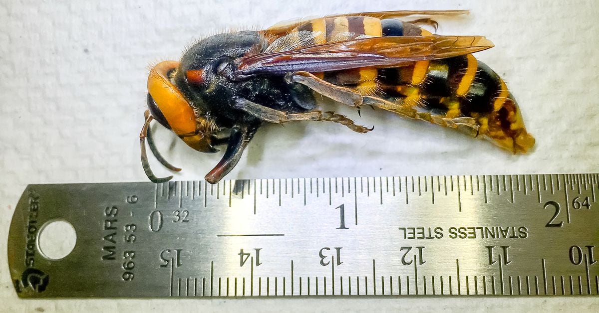  Washington state eradicates first 'murder hornet' nest of the year 