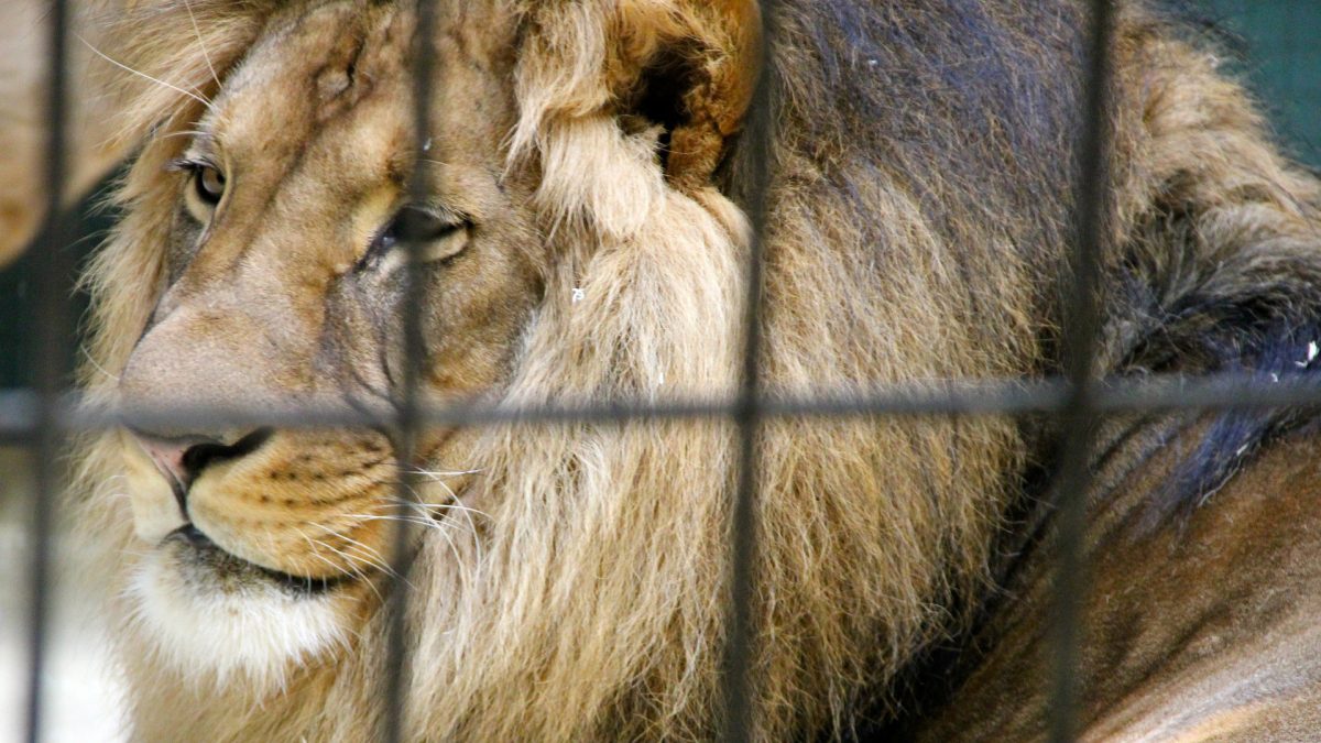   
																Complaint Demands USDA Revoke Pennsylvania Claws ‘N’ Paws Roadside Zoo Animal Exhibitor License 
															 