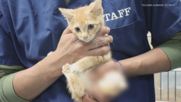  Adoption fees waived at Tacoma Humane as it treats kitten with severed leg 