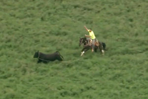  Bull that escaped from Illinois farm lassoed after hours on the run 