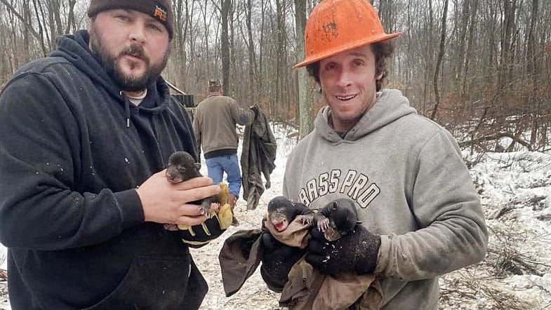  
																Loggers discover cubs; PGC able to place bears with new mothers 
															 