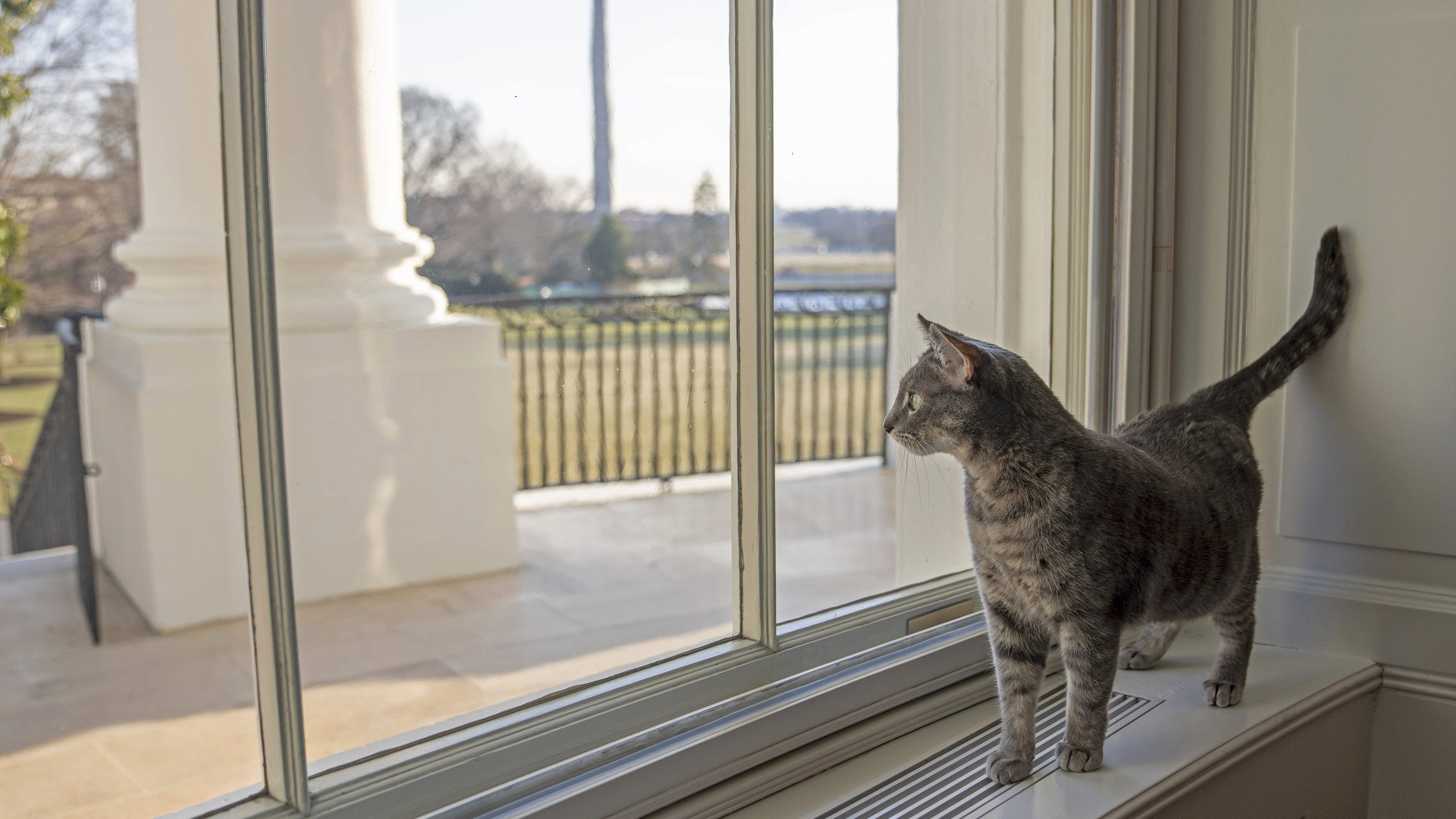   
																First kitty: Willow Biden, new White House cat, hails from Volant, Pennsylvania, farm 
															 