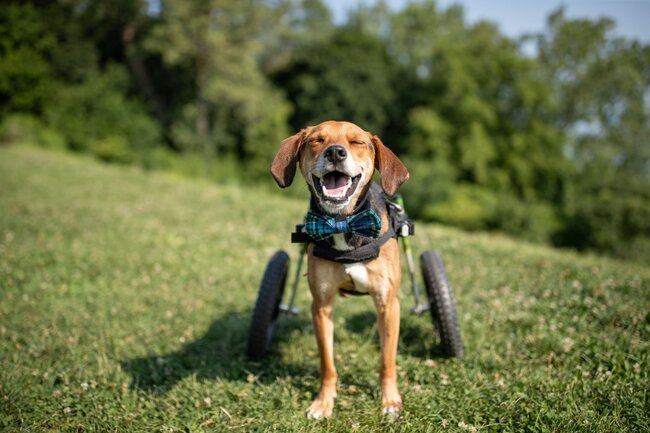  Dog That Lost 2 Legs Wins Top Title at 2021 Hero Dog Awards 