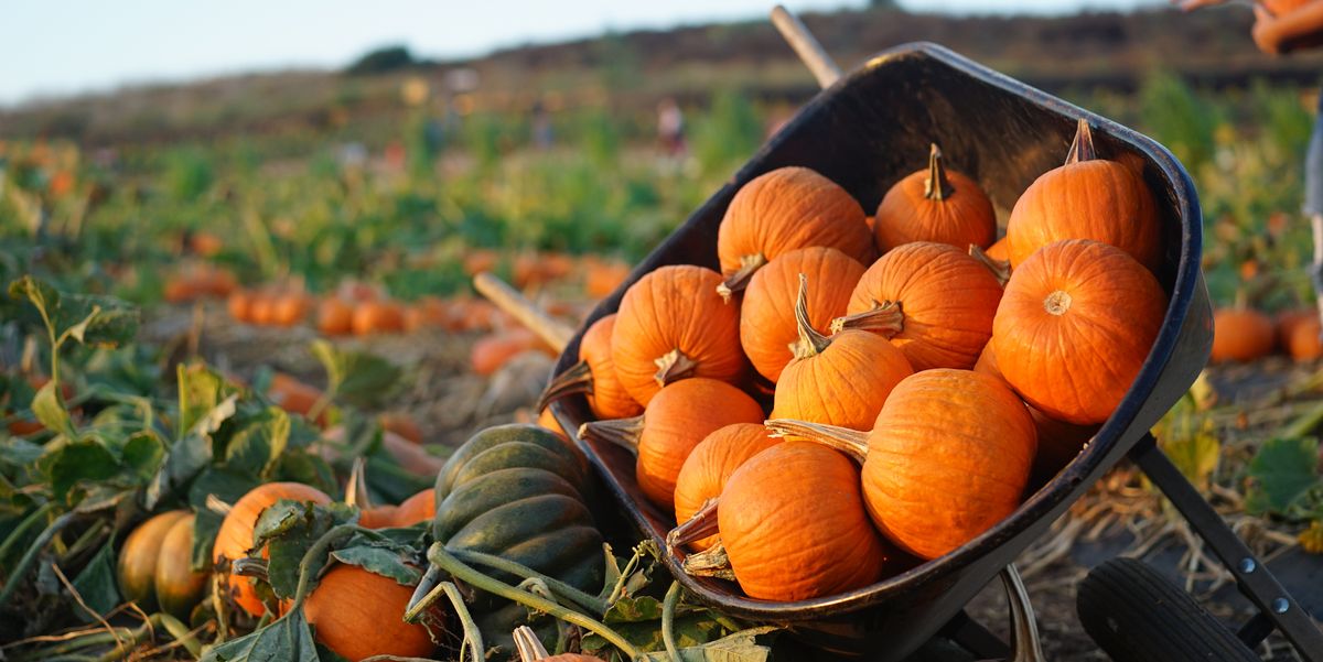  The 15 Best Pumpkin Patches in the U.S. to Visit In 2022 
