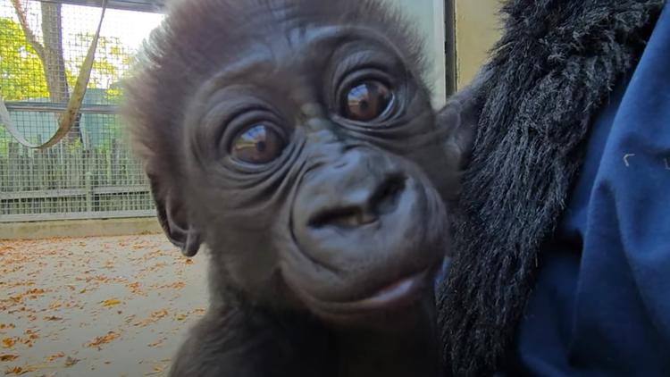  Baby gorilla rejected by mother at Woodland Park Zoo successfully introduced to foster mom in Kentucky 