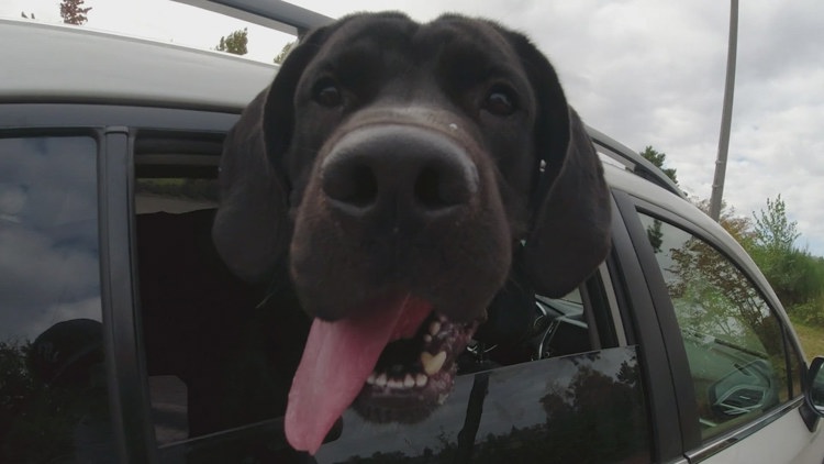  Dog day afternoon: Everett shelter offers day trips to increase adoptions 