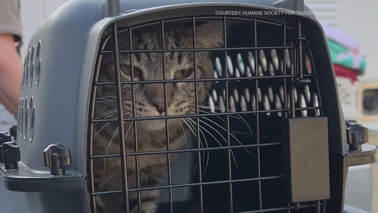  100 cats confiscated from hoarding situation at Federal Way apartment 