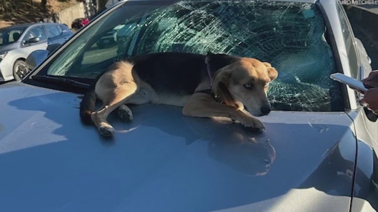  Skye's close call: Dog falls onto moving car on I-5 