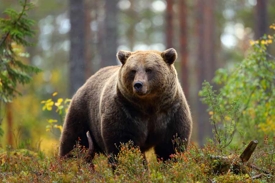  Officials seek information regarding killing of grizzly bear near Island Park Reservoir 