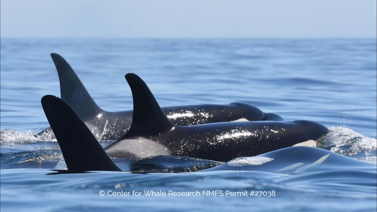  For the first time since spring, endangered Southern Resident orcas return to Puget Sound 