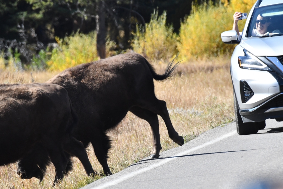  Bears devour bison carcass during autumn trip to Yellowstone 