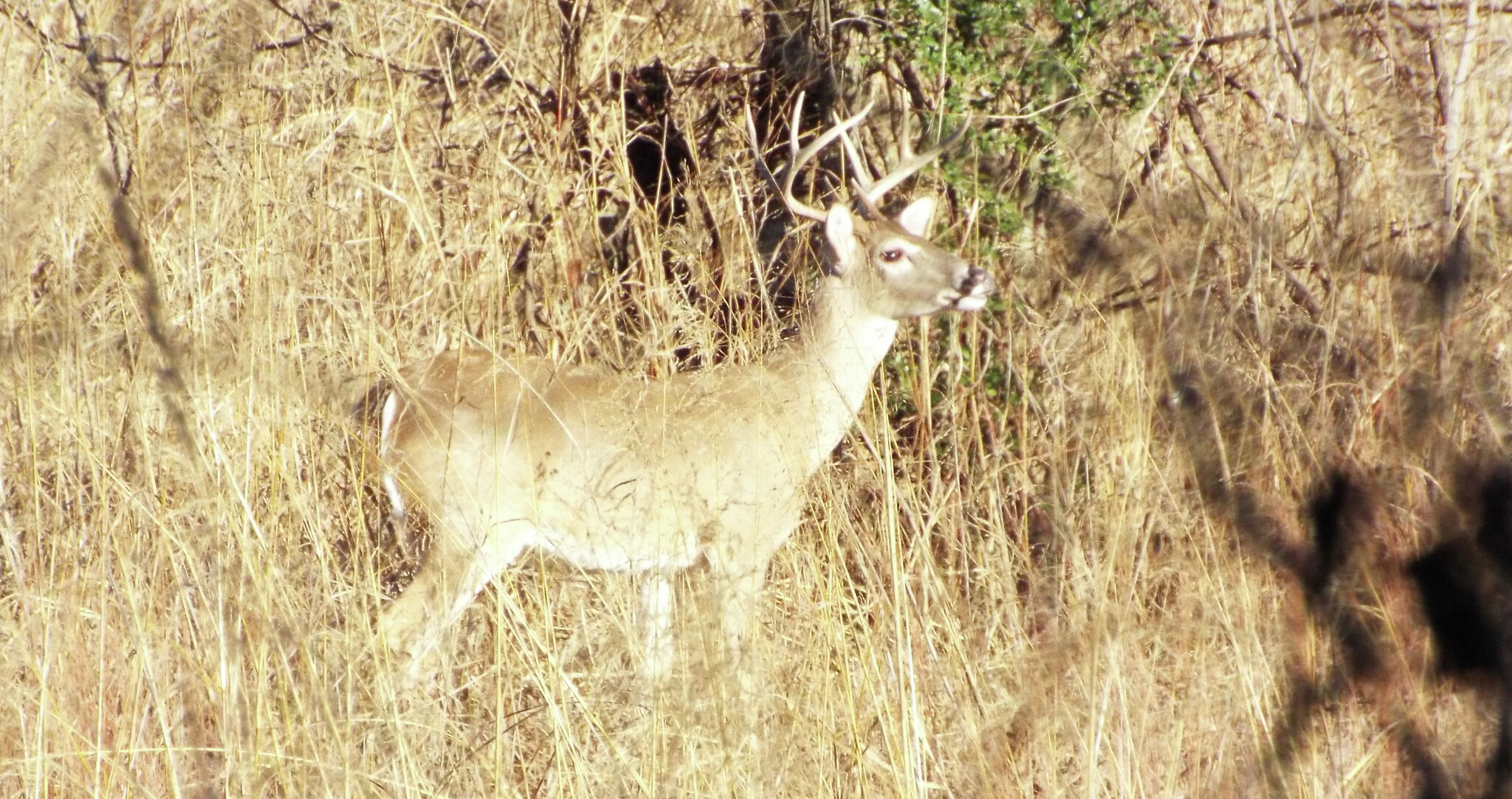  2022 Texas white-tailed deer season forecast: What to know 