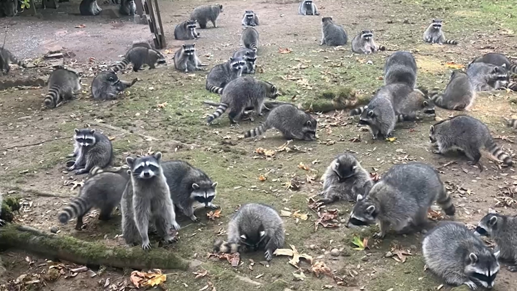  Poulsbo woman calls authorities after finding over 100 raccoons outside her home demanding food 