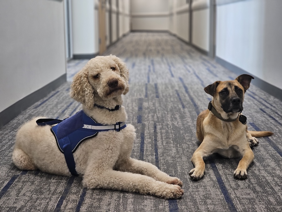  IFPD recruits dogs to support mental health of officers and staff 