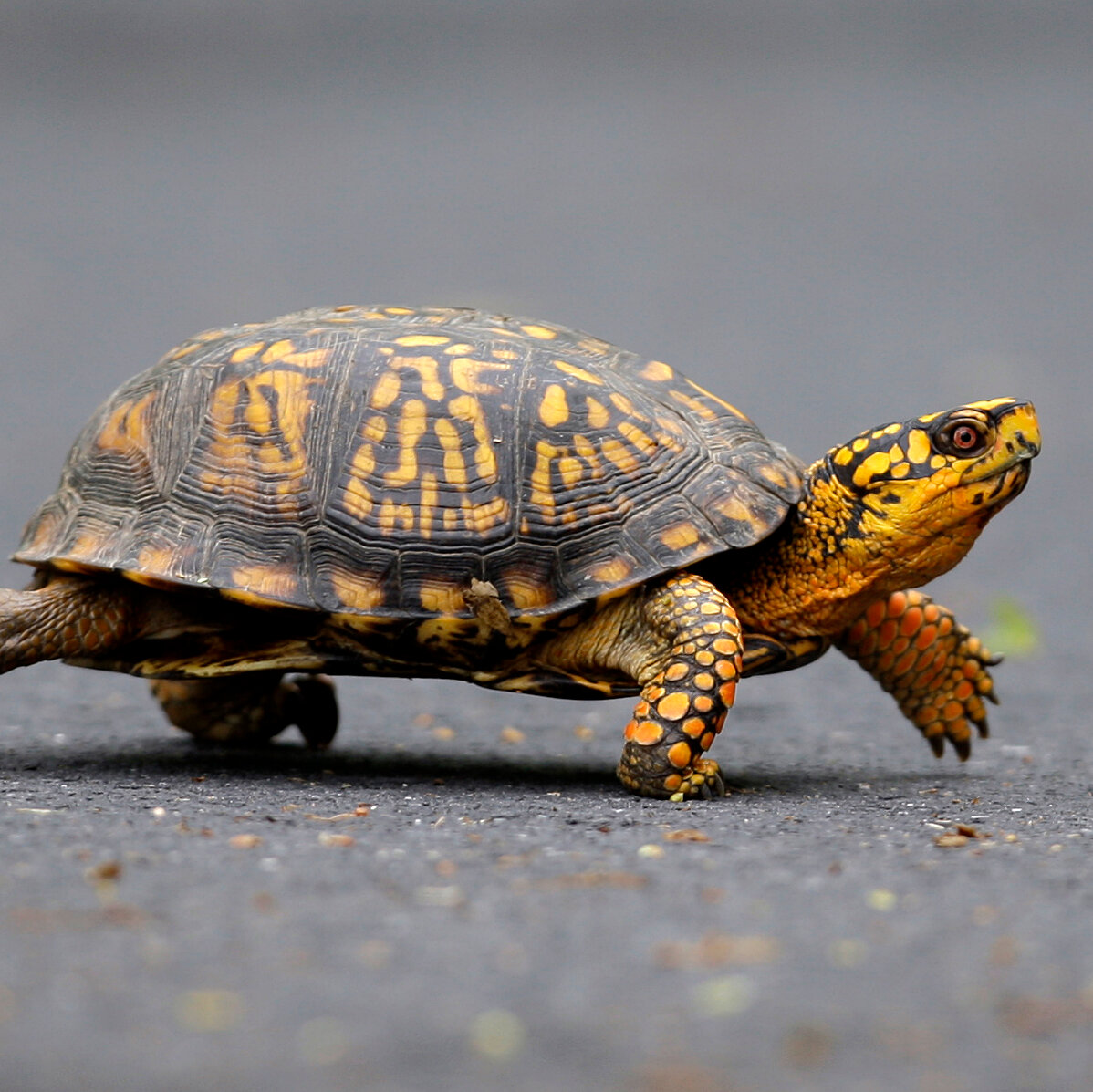  Woman Accused of Plans to Smuggle Turtles Across Lake in a Kayak Pleads Guilty 