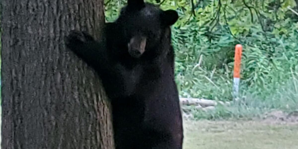  Norton residents spot black bear in backyard 
