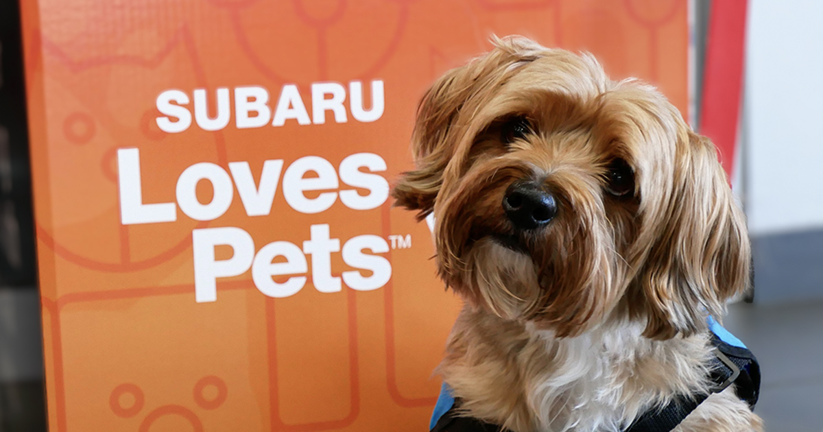  ASPCA Grant Program Helps “Underdogs” Nationwide, with Help from Local Subaru Retailers 