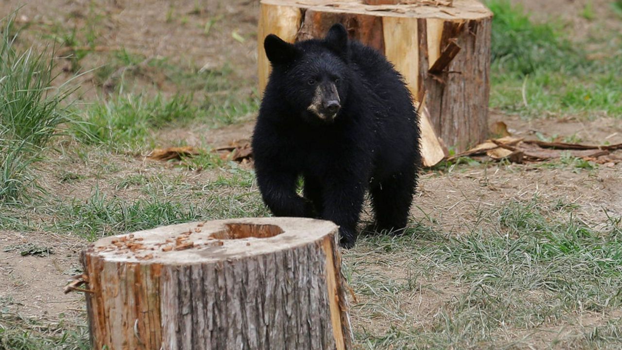  Police respond to bear sightings in northeast Ohio 