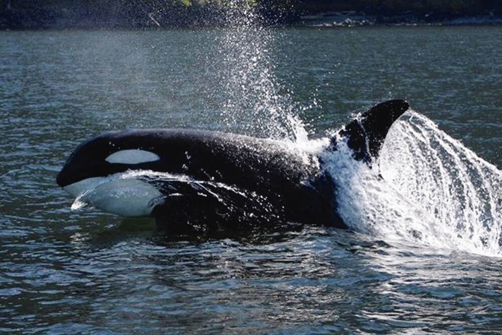   
																North Island event celebrates 20 years since orca Springer reunited with pod 
															 