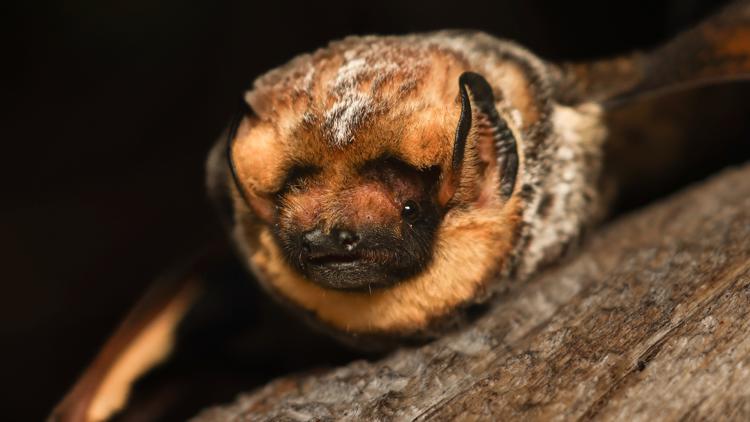  It's almost Halloween. That means it's time for a bat beauty contest 