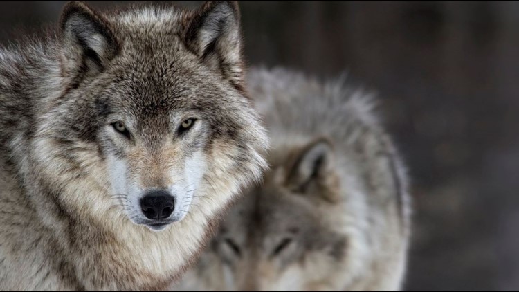   
																Two gray wolves killed in Washington, $10,000 reward offered for information 
															 