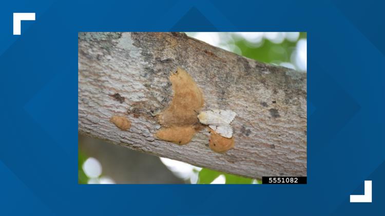  Idaho Department of Lands finds invasive species of moth in Sandpoint 