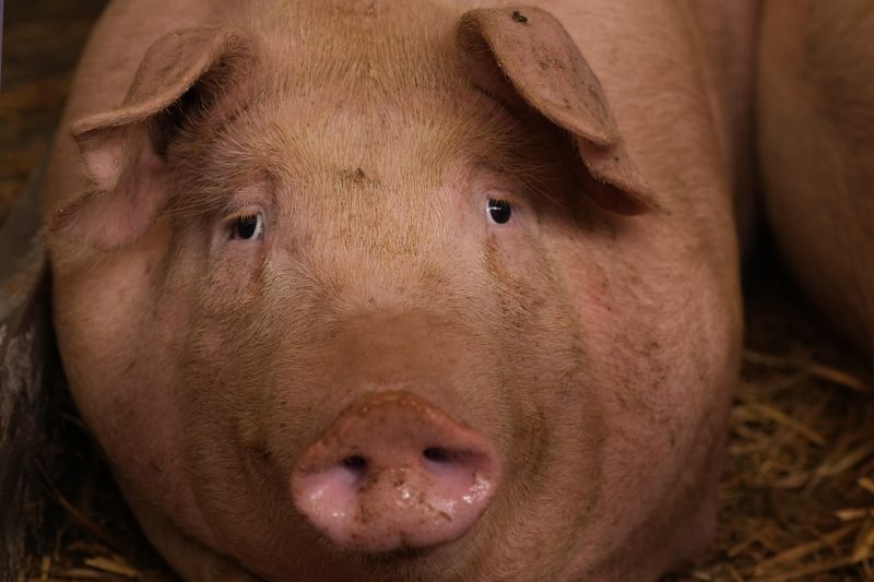   
																First-ever US pig tests positive for bird flu in Oregon 
															 