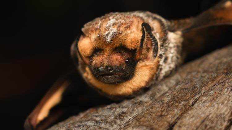  Oregon bat, Hoary Potter, wins 2024 Bat Beauty Contest 