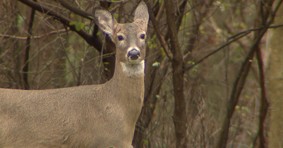  How Ohio deer hunting has changed 