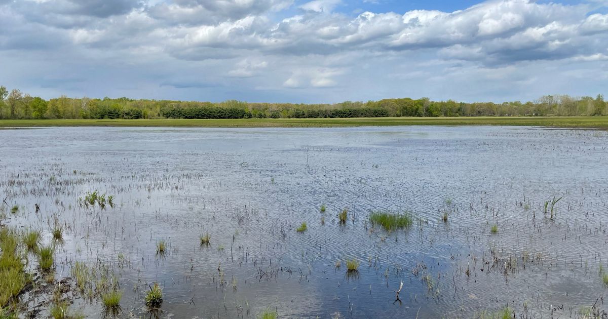  Completion of Largest Wet Prairie Restoration in Northwest Ohio Improves Water Quality and Creates Wildlife Habitat 
