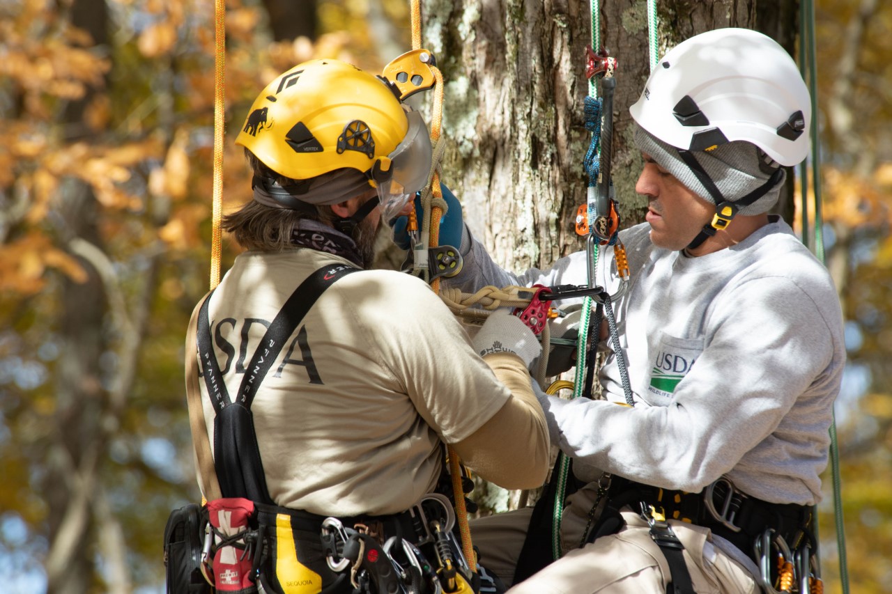  Becoming a Tree Climber: Training in the Trees 