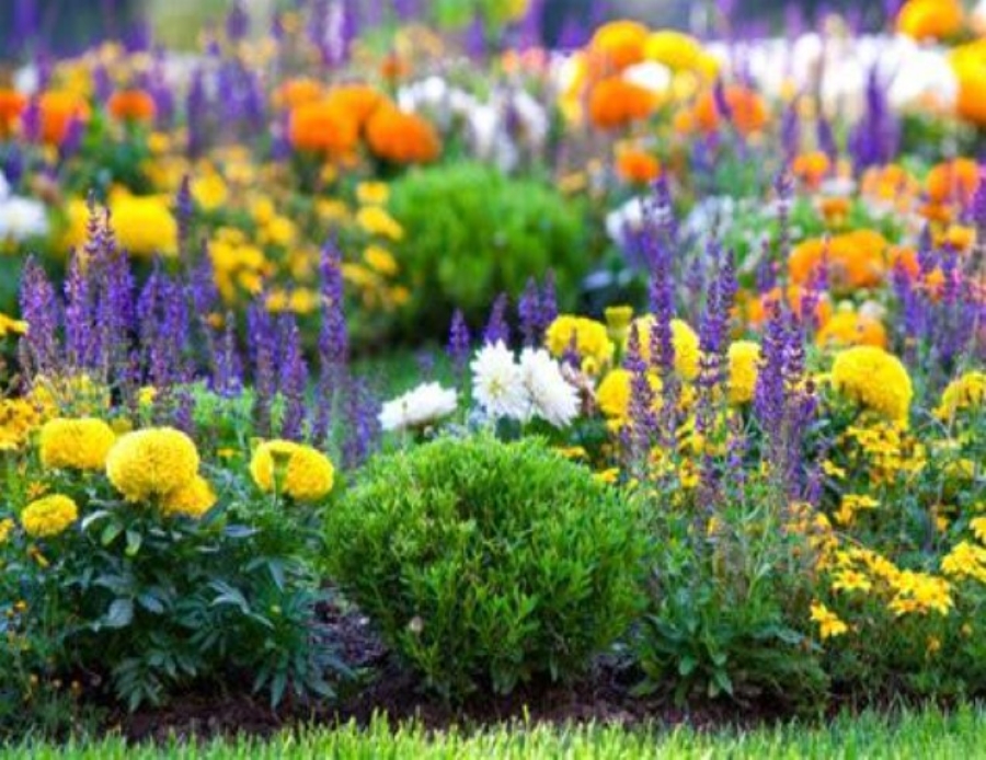   
																Autumn blooms: Mastering fall succession planting for a colorful garden 
															 