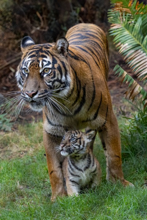   
																PHOTOS: Baby Sumatran tiger cub debuts at San Diego Zoo Safari Park 
															 