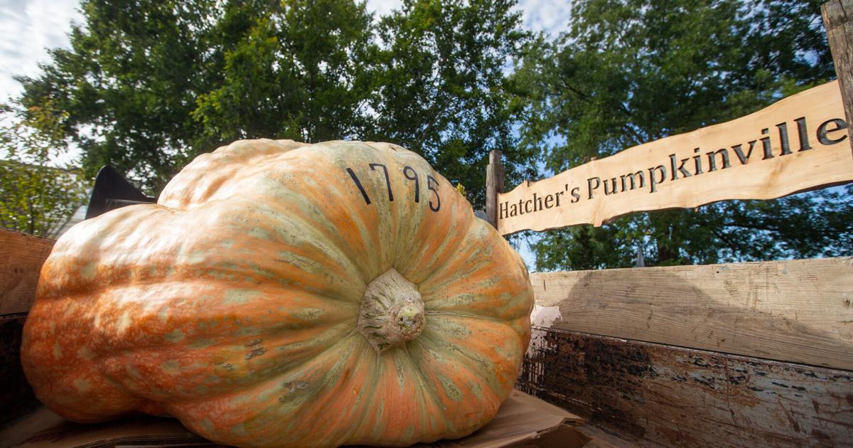   
																Photos: Giant pumpkins unloaded at Hatcher's Greenhouse 
															 