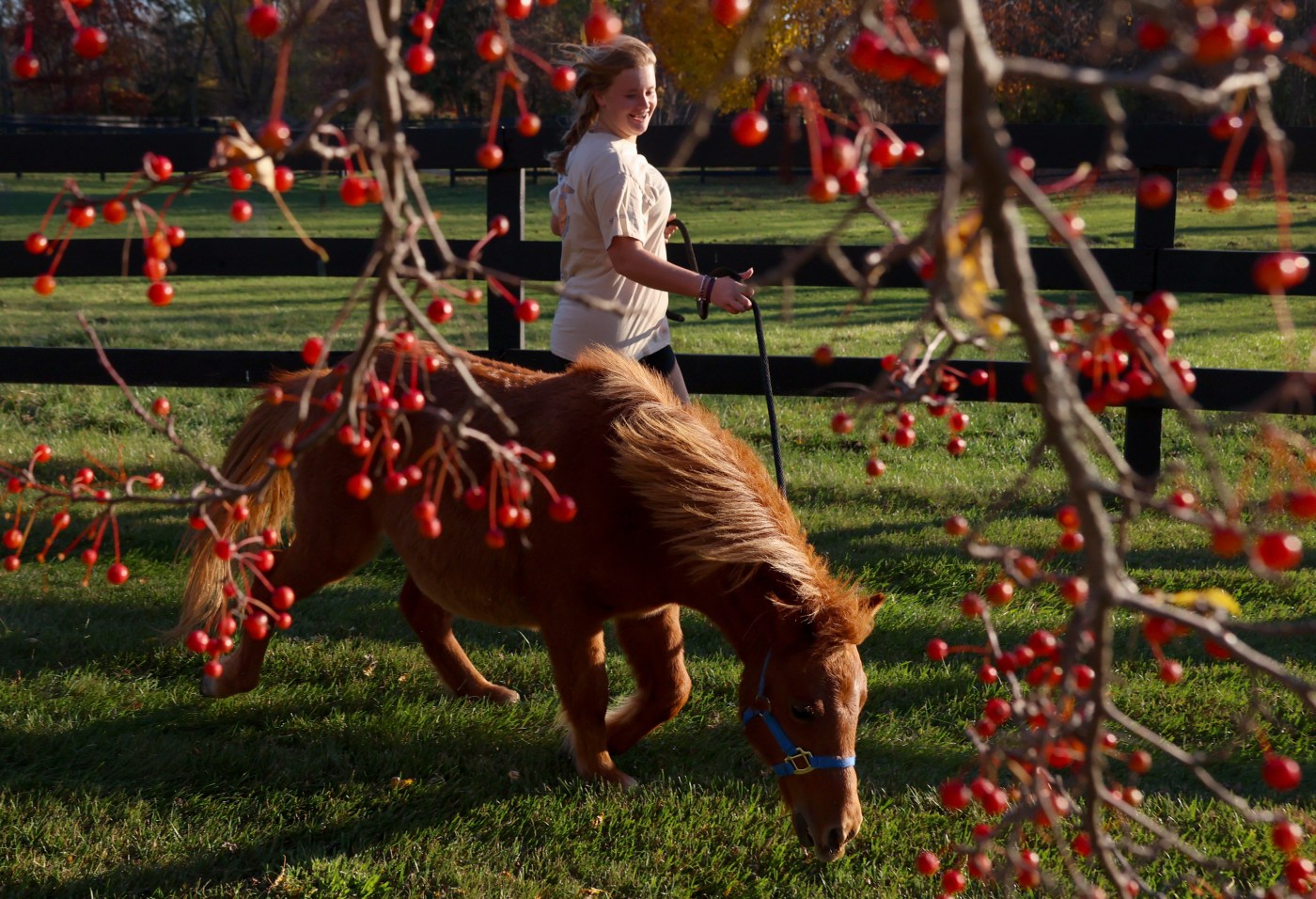  Illinois families adopt and train 59 miniature horses rescued from ‘gut-wrenching’ hoarding situation 