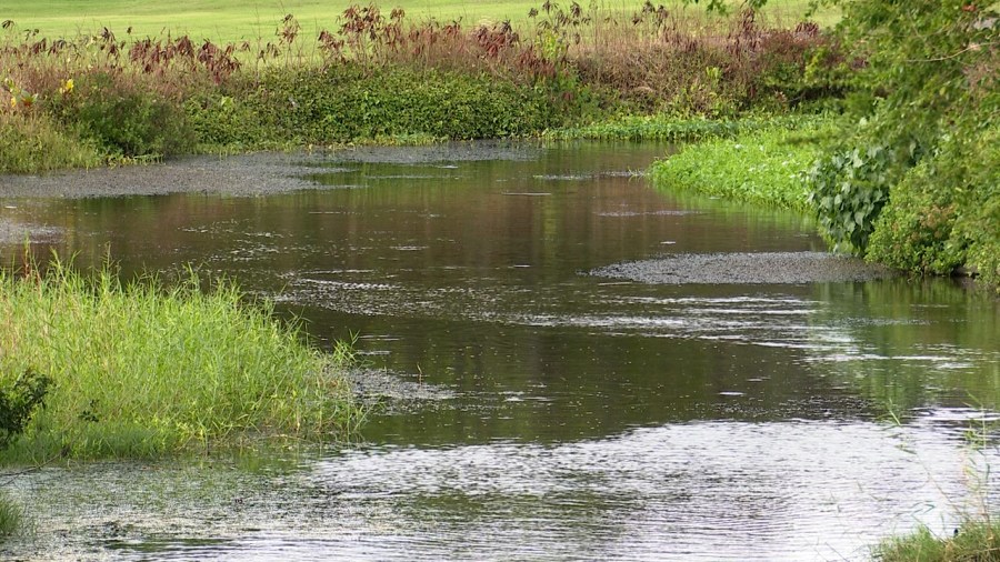  Genki balls cleaning up more than just the Ala Wai Canal 