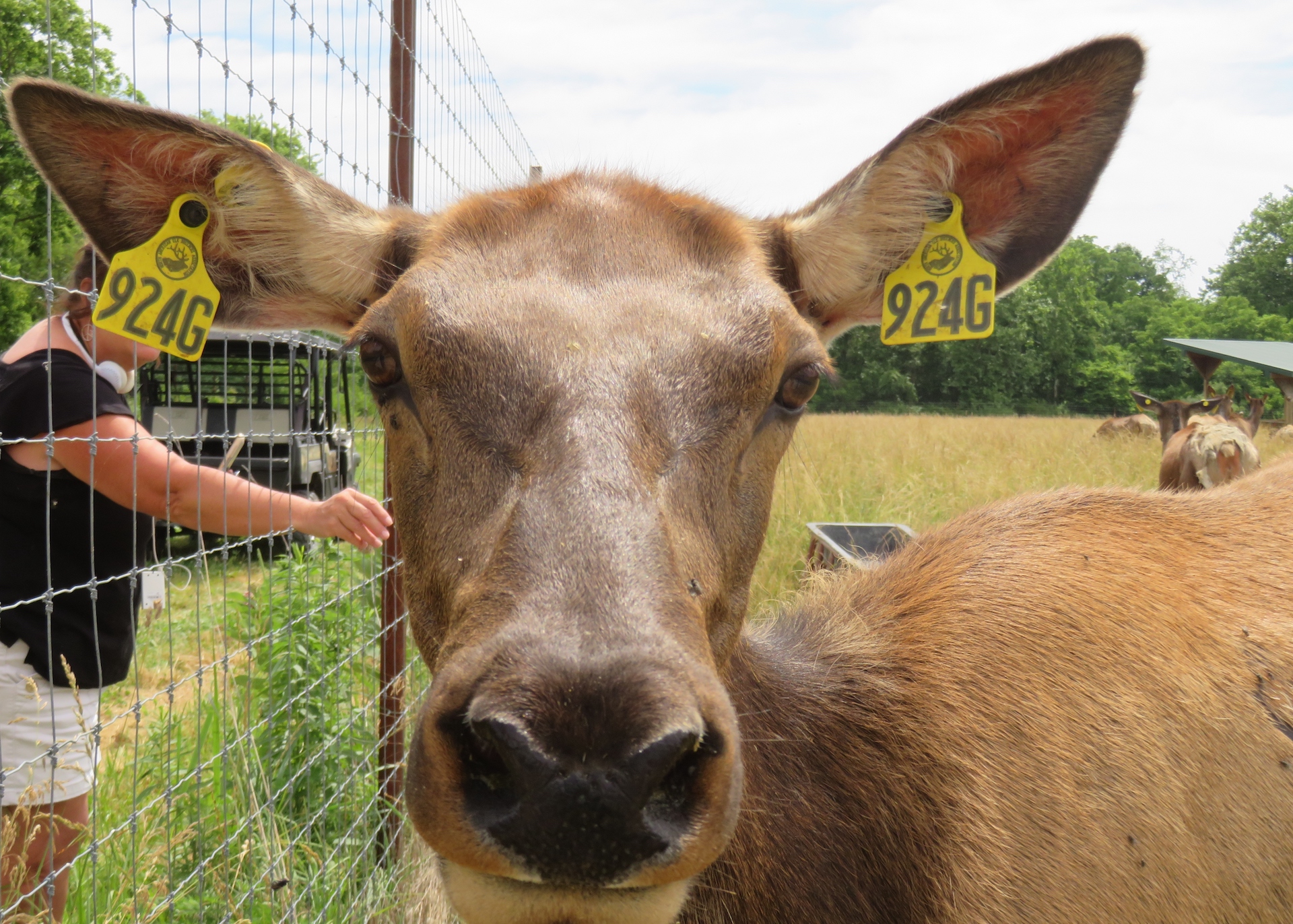 Explore an Elk Oasis at Quiet Harmony Ranch 