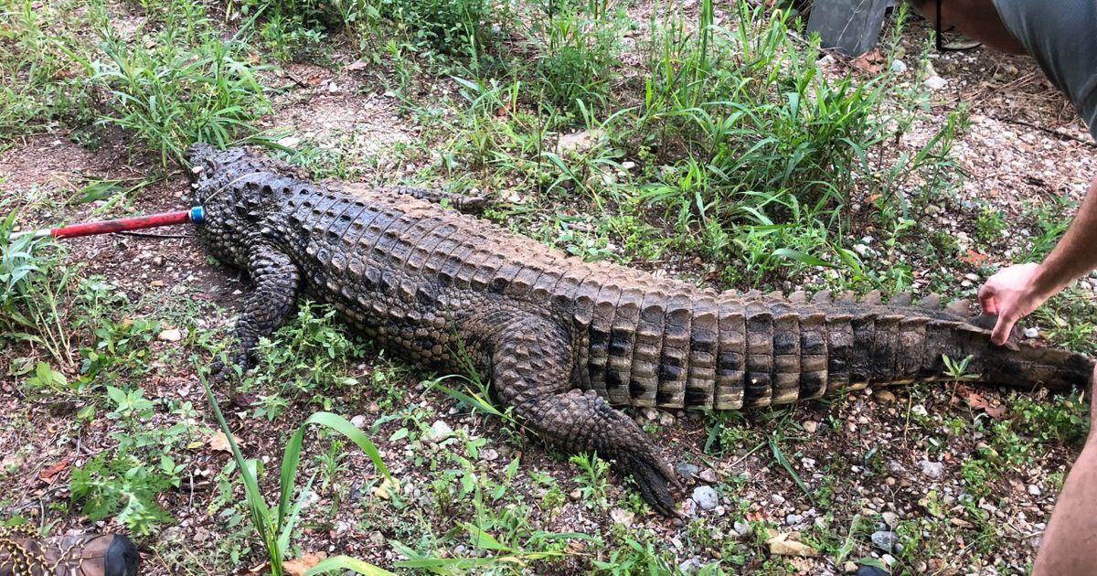 7½ foot crocodile found swimming with children in West Alexandria creek 