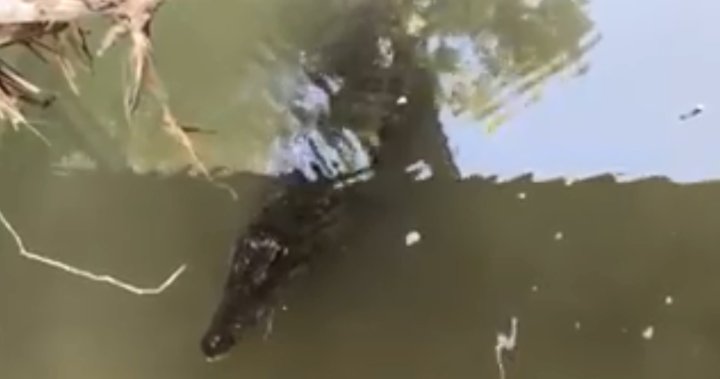  Rogue crocodile spotted swimming near children in Ohio creek - National 