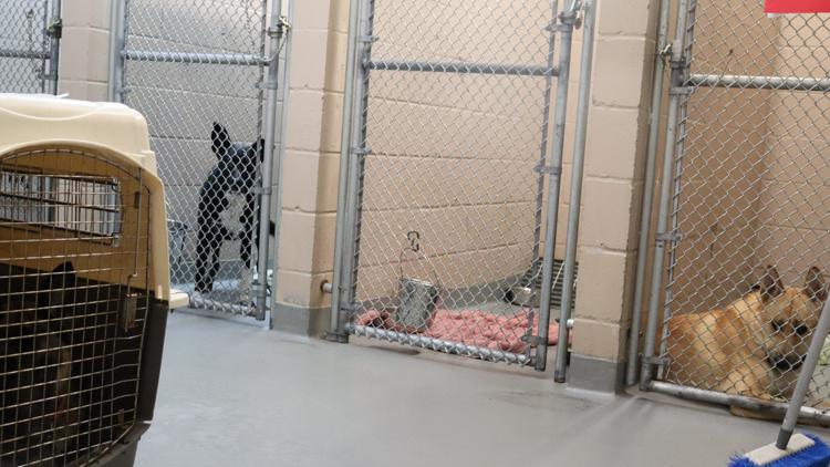  'Crisis mode' prompts Tacoma Humane to waive dog adoption fees 