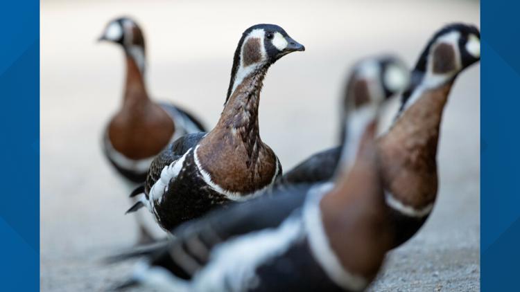  Woodland Park Zoo reports first suspected case of avian influenza 