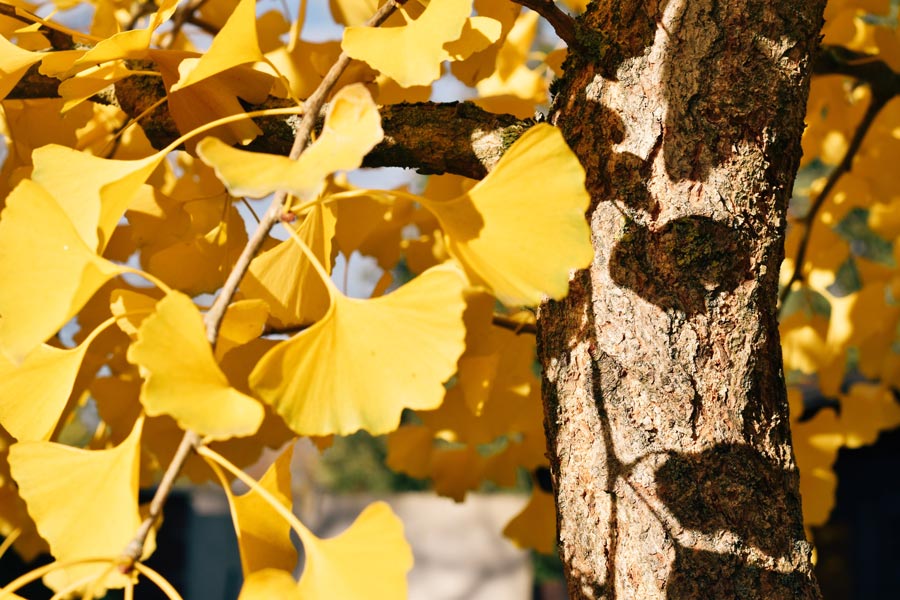  Investing in quality shade trees 