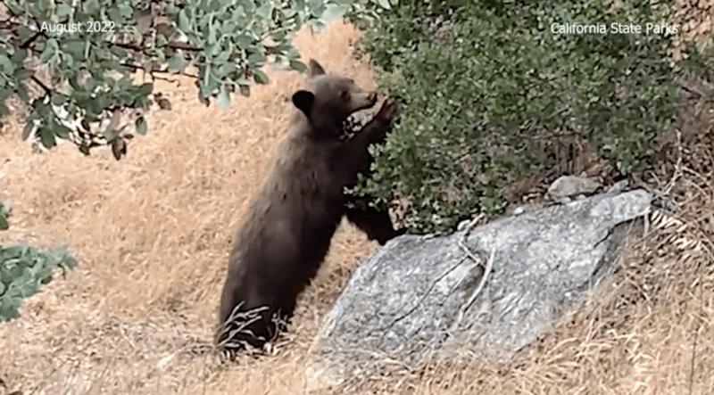  Bear shot, killed by homeowner in Southern California 