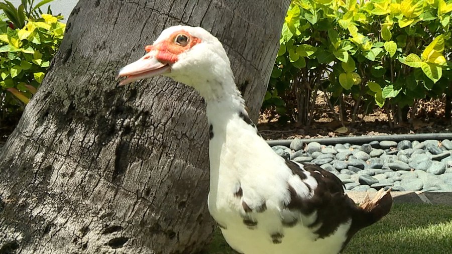  Avian influenza detected at Wahiawa duck sanctuary 