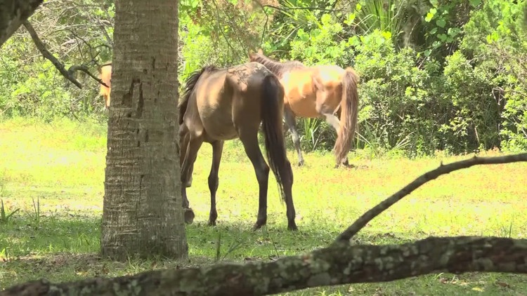  Advocates say the horses on Cumberland Island need help. A federal judge says their hands are tied 