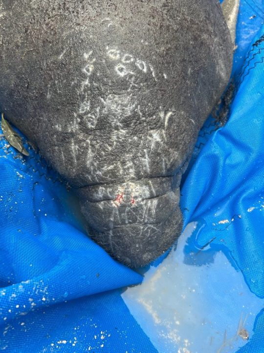  Orphaned manatee calf rescued from Merritt Island NWR 