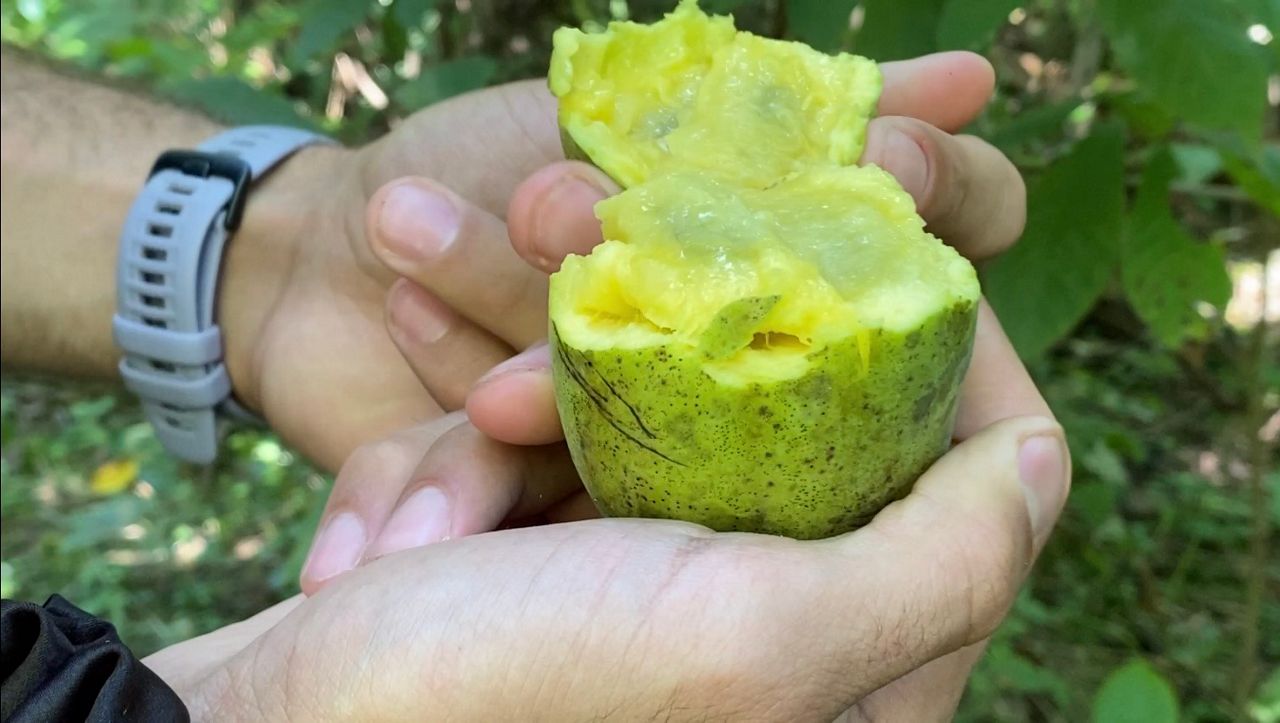  Pawpaw season: What you need to know about Ohio’s tropical fruit 