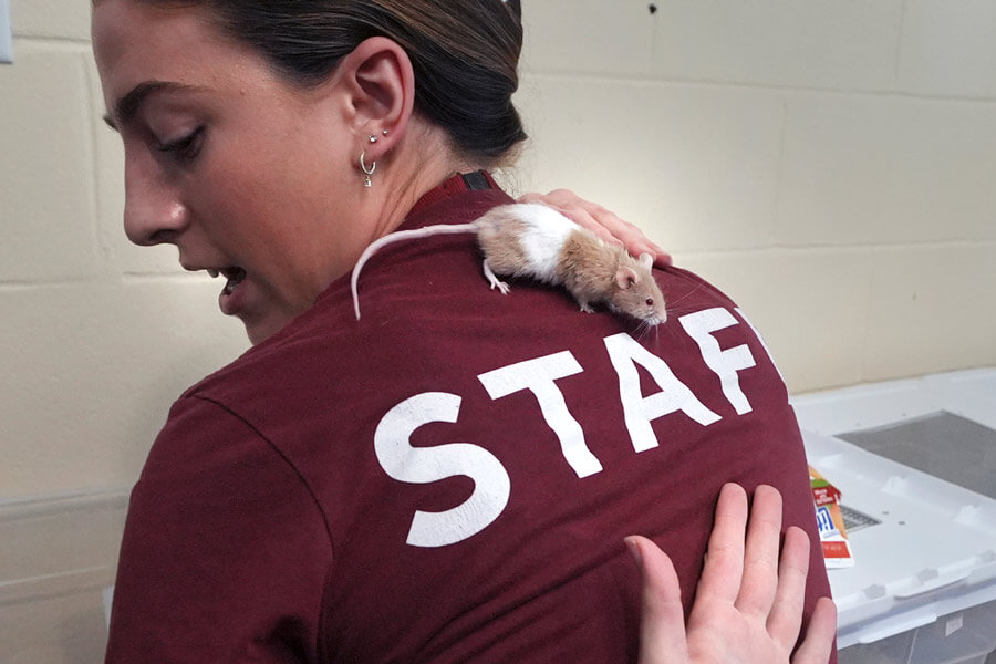  New Hampshire shelter faces ‘enormous’ breeding problem after man surrenders nearly 1,000 mice 