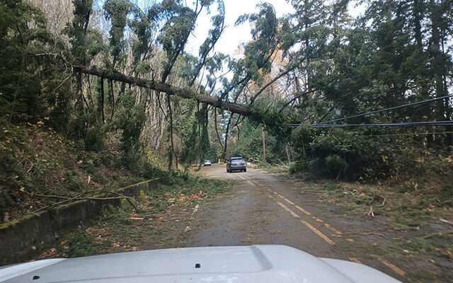  Bomb Cyclone storm lashes Bellevue 